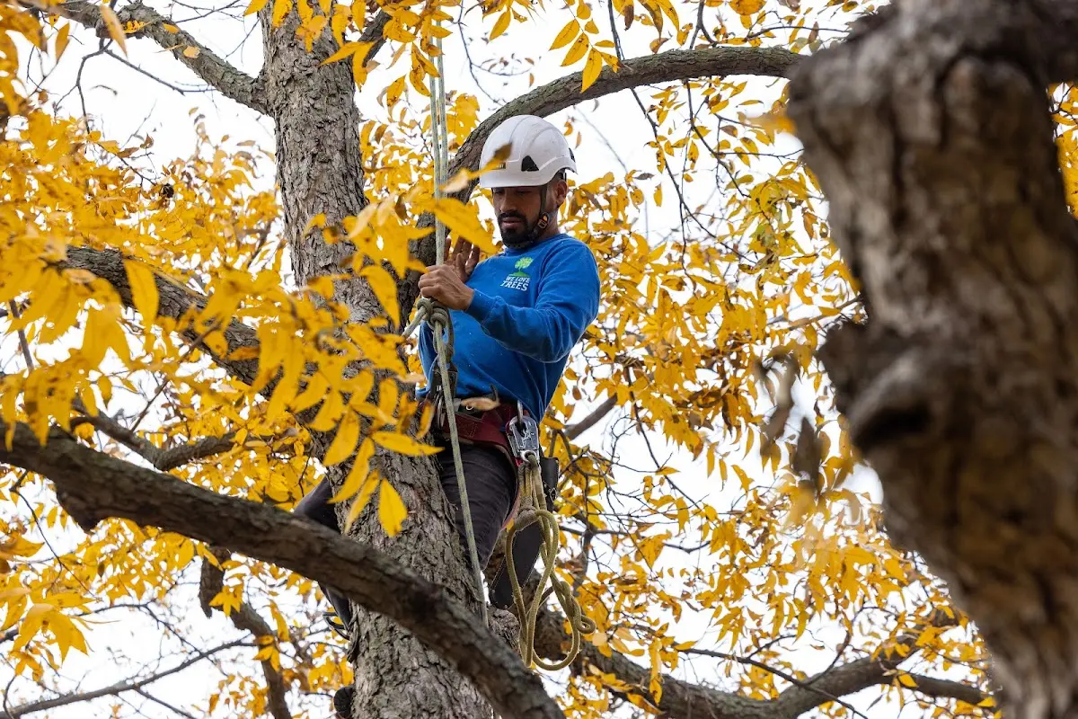 Skilled Tree Pruning crew working in Lakewood